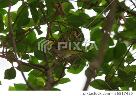 一隻鳥 26817450