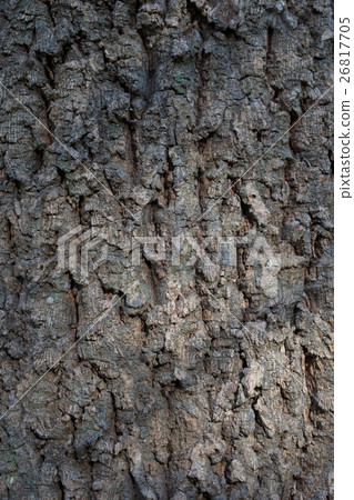 Abernaki bark 26817705