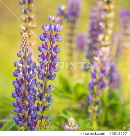 Close-up of Lupine plants Close-up of Lupine plants 26818567