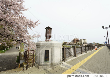 Spring summer cherry blossoms are in full bloom Hirose Bridge (Nagamachi bridge) Hirose lake street toward Kawaramachi Spring summer cherry blossoms are in full bloom Hirose Bridge (Nagamachi bridge) Hirose lake street toward Kawaramachi 26818692