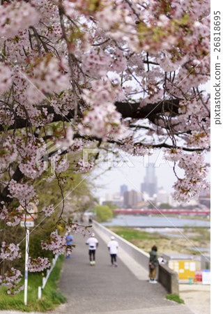 Spring summer cherry blossoms view in the center of Sendai city from Hirose Bridge (Nagamachi bridge) in full bloom 26818695