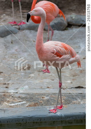 Caribbean Flamingos or Caribbean flamingos. 26818768