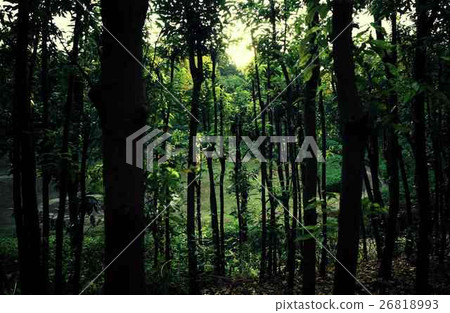 Forest Forest 26818993