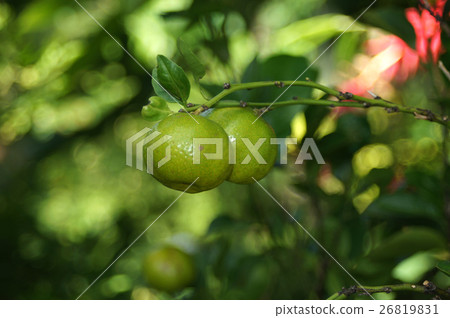 Seeker Shear Seeker Shear 26819831