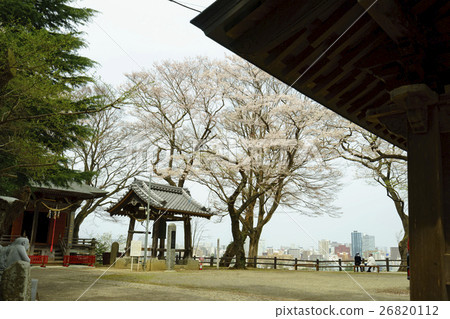 Atago shrine with cherry blossoms in full bloom Buddhist temple of Oitanji temple atago shrine Moved to Sendai with Masamune Date Atago shrine with cherry blossoms in full bloom Buddhist temple of Oitanji temple atago shrine Moved to Sendai with Masamune Date 26820112