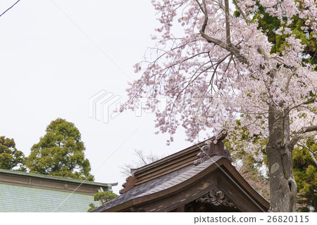 櫻花正盛開Sendai Totemuzuro“Atago Shrine”Atago shrine與Masamune Date一起搬到了仙台 26820115