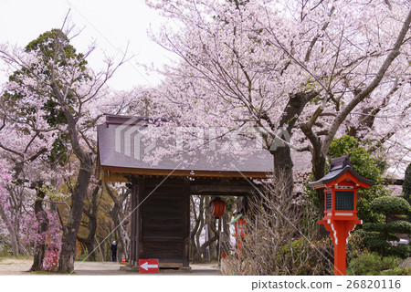 櫻花正盛開Sendai Totemuzuro“Atago Shrine”Atago shrine與Masamune Date一起搬到了仙台 26820116