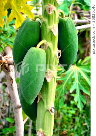 papaya 26820146