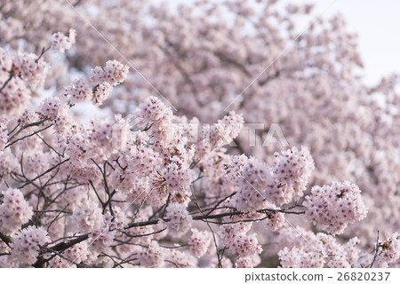 Cherry blossoms full screen full bloom Somayoshino and early morning blue sky copy space Spring image Soft blur horizontal macro lens shooting Cherry blossoms full screen full bloom Somayoshino and early morning blue sky copy space Spring image Soft blur horizontal macro lens shooting 26820237
