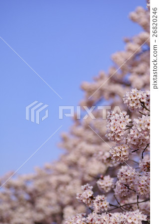 Cherry blossoms in full bloom SOMA Yoshino and early morning blue sky upper left copy space Spring image Soft blur vertical macro lens shooting Cherry blossoms in full bloom SOMA Yoshino and early morning blue sky upper left copy space Spring image Soft blur vertical macro lens shooting 26820246