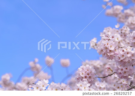 Cherry blossoms in full bloom SOMA Yoshino and early morning blue sky upper left copy space Spring image Soft blur horizontal macro lens shooting Cherry blossoms in full bloom SOMA Yoshino and early morning blue sky upper left copy space Spring image Soft blur horizontal macro lens shooting 26820257