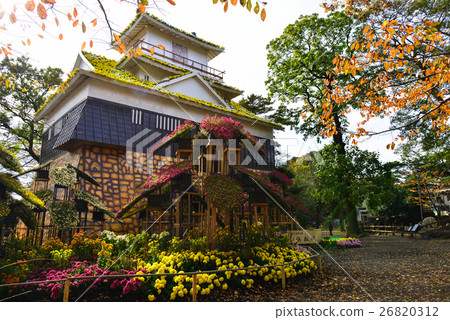 Shizuoka Prefecture, Mishima City Park Kusuzuen, Chrysanthemum Hamamatsu Castle 26820312
