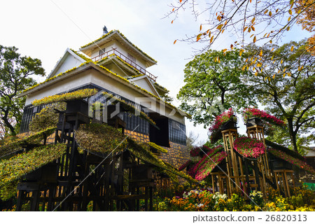 Shizuoka Prefecture, Mishima City Park Kusuzuen, Chrysanthemum Hamamatsu Castle 26820313