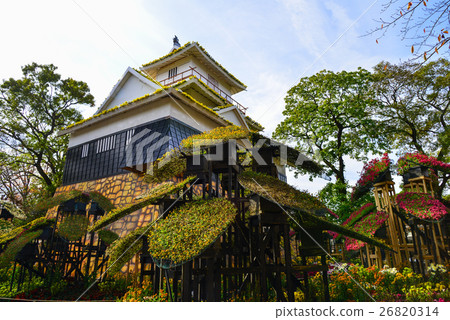 Shizuoka Prefecture, Mishima City Park Kusuzuen, Chrysanthemum Hamamatsu Castle 26820314