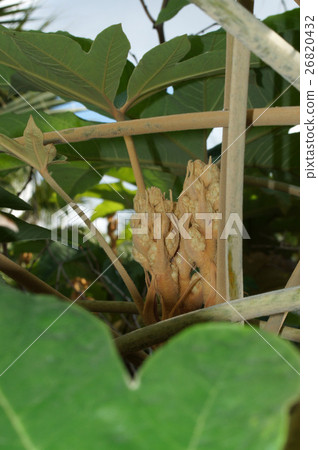Buds of Kamiyadde Buds of Kamiyadde 26820432