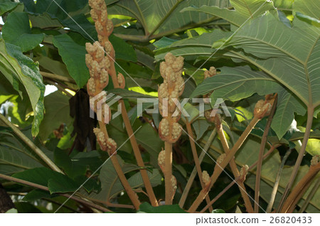Buds of Kamiyadde Buds of Kamiyadde 26820433