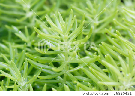Background of purslane plant. 26820451