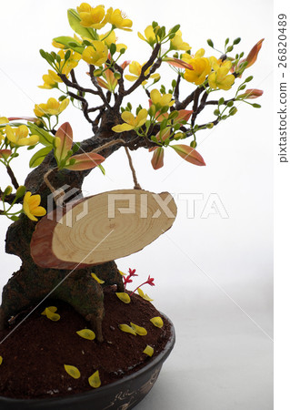 clay apricot blossom for home decoration clay apricot blossom for home decoration 26820489