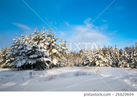 Winter landscape with snow in wood 26820604