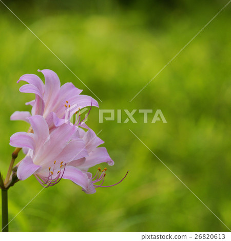 夏天的水仙花 夏天的水仙花 26820613