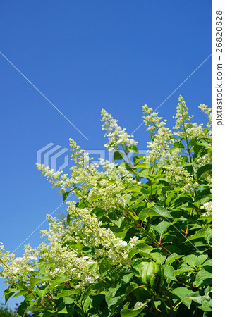 Nori Touki shining in the blue sky Nori Touki shining in the blue sky 26820828