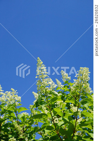Nori Touki shining in the blue sky Nori Touki shining in the blue sky 26820832
