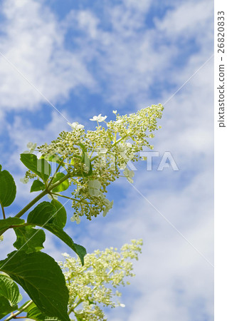 送到天空Nori Tsutsugi 26820833