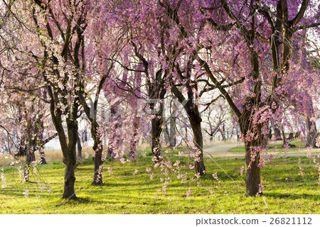 Park in front of the cherry blossoms that tells spring in the scenic landscape, the Sanjinmine park familiar to Sendai citizens Yaegira Fumoi in full bloom 26821112
