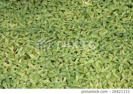 Pireaa Kadierei 26821151