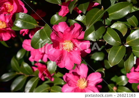 Sasanqua花 Sasanqua花 26821163