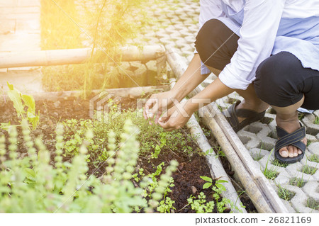 Woman harvesting herbal plants in herb garden Woman harvesting herbal plants in herb garden 26821169