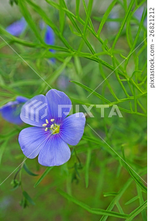 Refreshing stems Ama 26821212