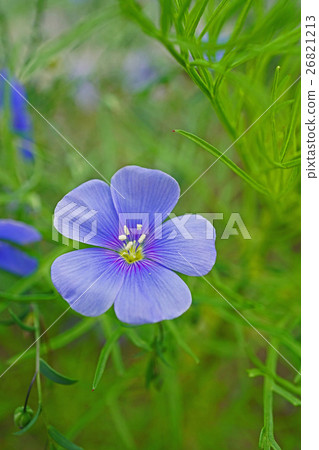 Refreshing stems Ama 26821213