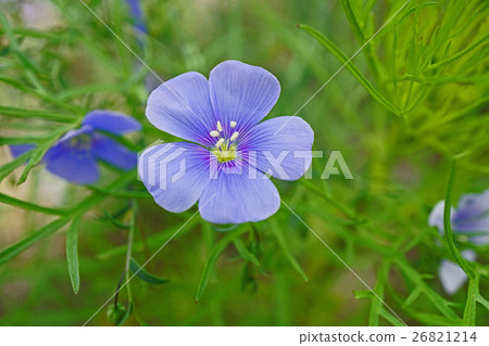 Refreshing stems Ama 26821214