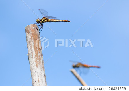 Akiakane Akiakane 26821259