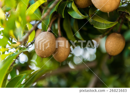 Organic sapodilla on tree Organic sapodilla on tree 26821683