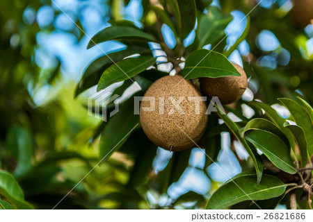 Organic sapodilla on tree Organic sapodilla on tree 26821686