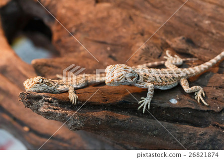 圖庫照片: bearded dragon animal.