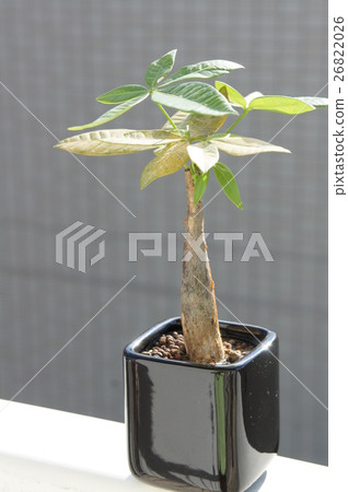 帕奇拉 帕奇拉 26822026