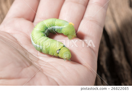 Colored caterpillar or green worm in hand. 26822085