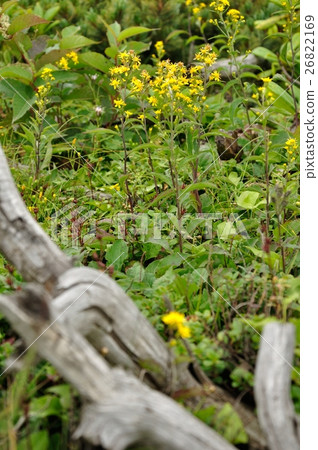 Miyama Akinokirinso 26822169