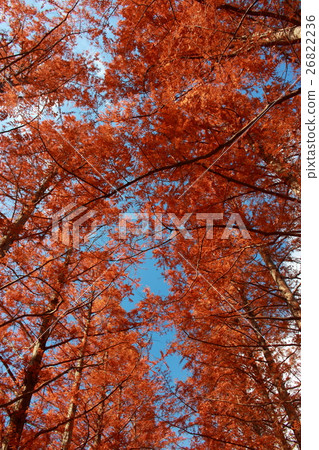 Autumn leaves Autumn leaves 26822236