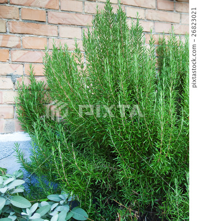 Rosemary and sage. 26823021