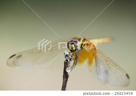 提洛爾海蜇（♀） 26823459