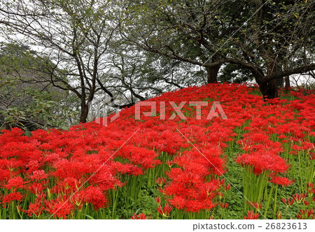 Cluster amaryllis Cluster amaryllis 26823613