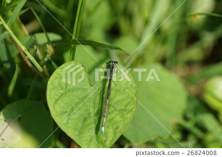 dragonfly 26824008