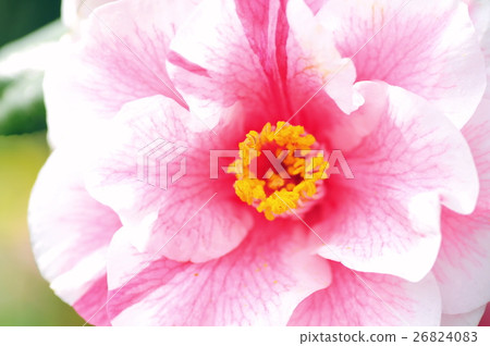 Shobori的山茶花 26824083