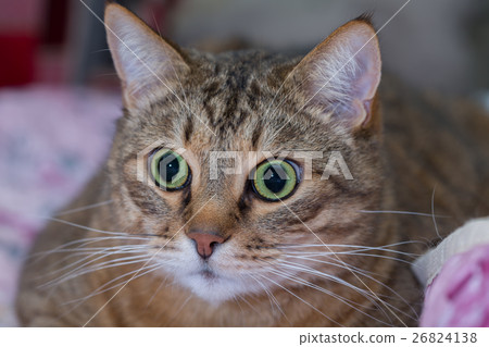 Close up portrait of green-eyed cat 26824138