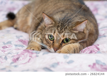 Close up portrait of green-eyed cat Close up portrait of green-eyed cat 26824144