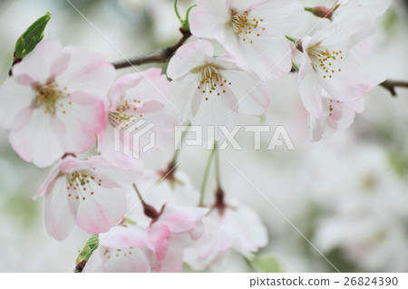 Sakura Sakura 26824390